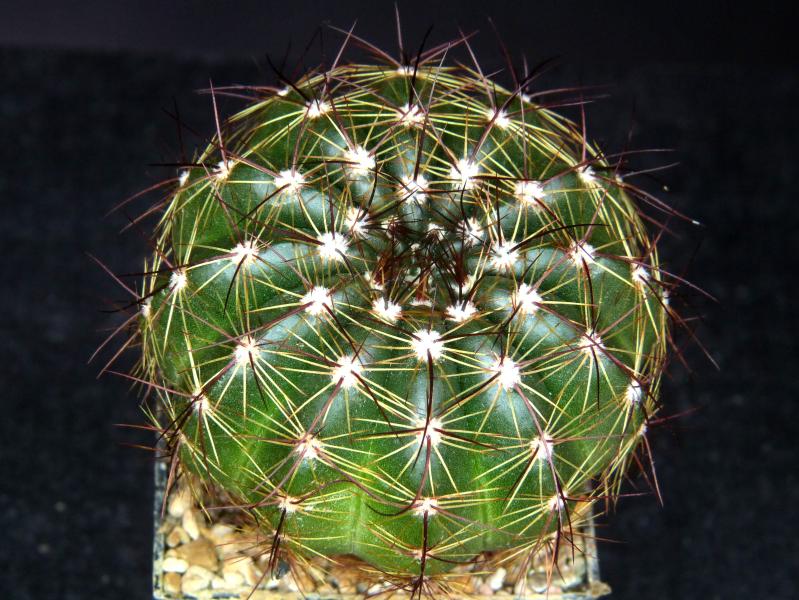 Sales plant (sample)